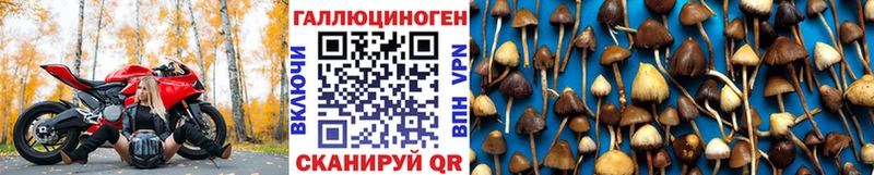 blacksprut вход  мориарти телеграм  Псилоцибиновые грибы Psilocybine cubensis  купить  сайты  Березники 